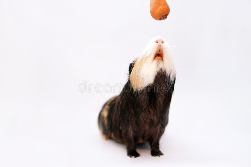 feeding a guinea pig with carrots Isolated. feeding a guinea pig with carrots Isolated