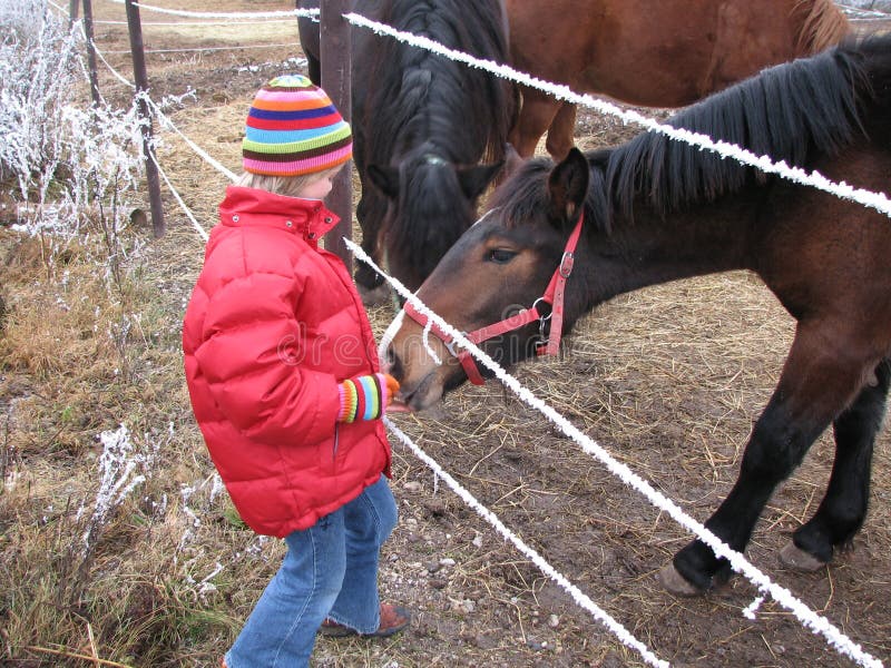 Feeding a horse