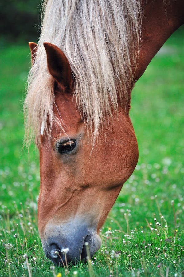 Feeding horse