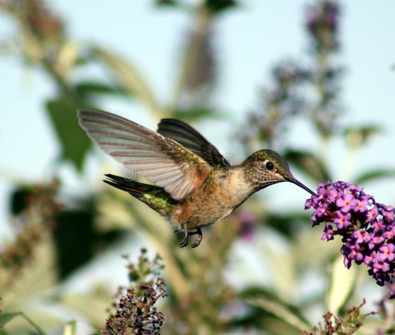 Feeding hummingbird