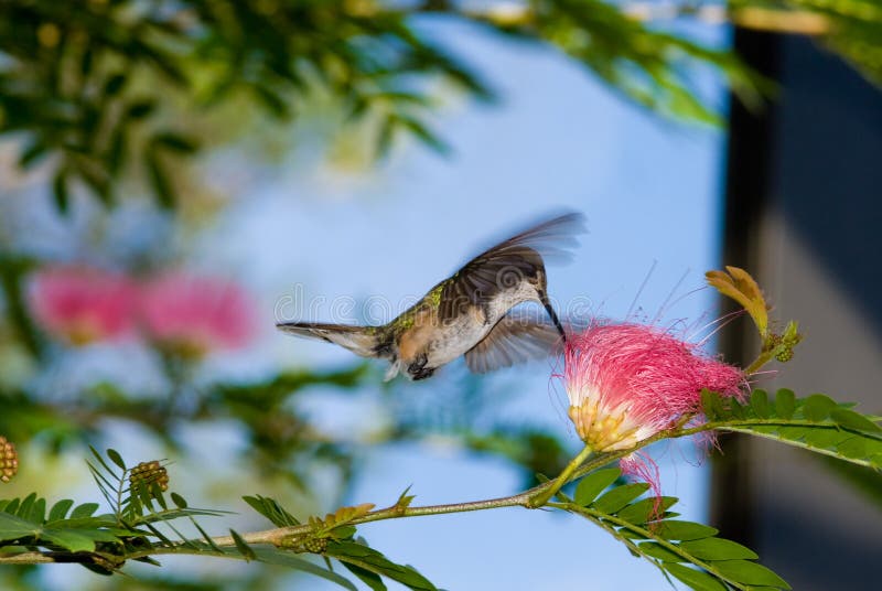 Feeding Hummingbird