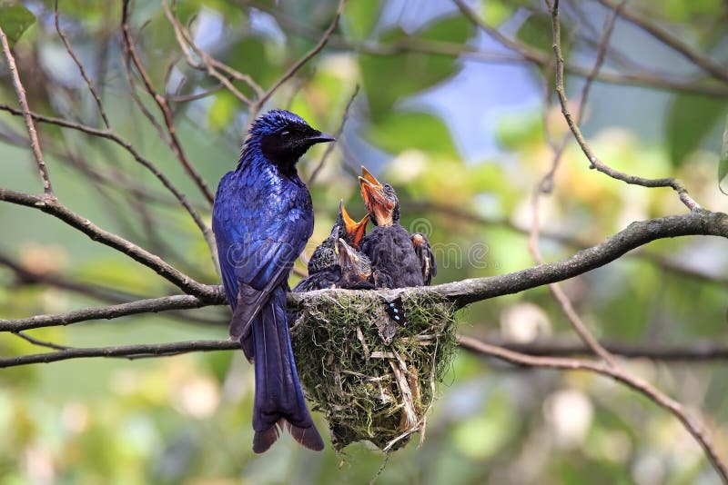 Feeding Hungry Chicks, Purple Bird Stock Image Image of tree