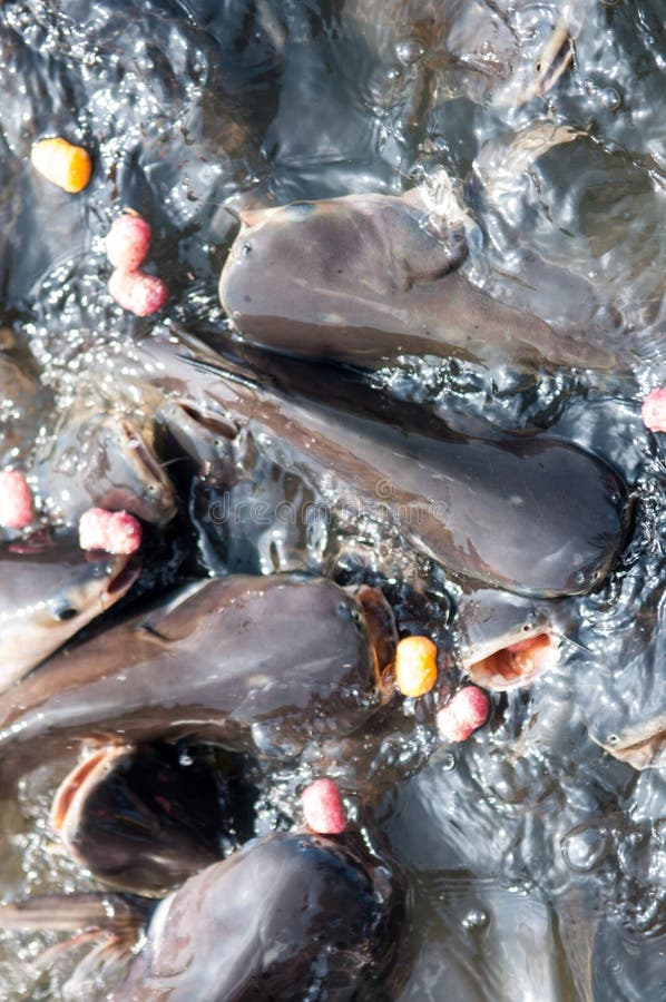 Feeding Iridescent Shark Fish Stock Photo Image of bubbles, basin