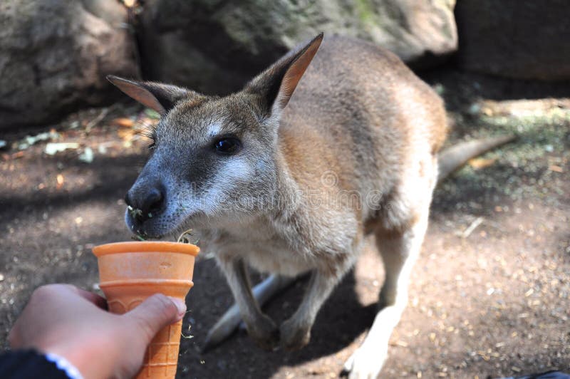 Kangaroo Feeding stock photo. Image of brown, jill, milk 16726420