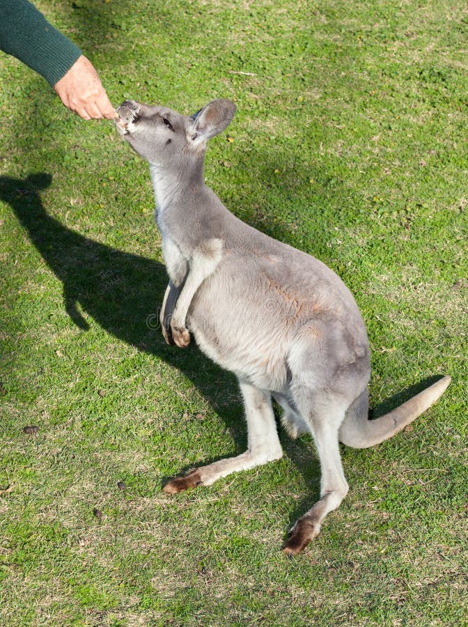 Feeding kangaroo stock photo. Image of kangaroo, grassland 45892042