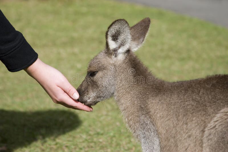 Feeding The Kangaroos At Australia Zoo Royalty Free Stock Photos Biology Diagrams