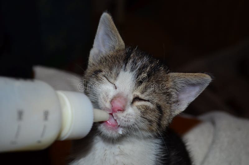 kitten nipple bottle