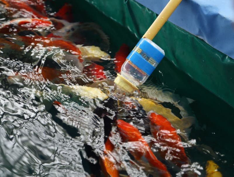 Feeding Koi Fish with Milk Bottle Stock Photo Image of natural, asian