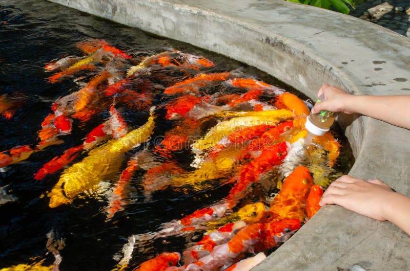 Feeding a Koi Fish with Milk in the Pond Stock Image Image of asia