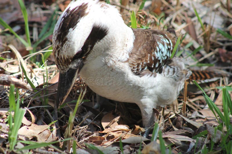 Feeding Kookaburra stock photo. Image of wildlife, grasses 27655330