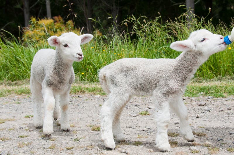 Feeding lambs stock photo. Image of cute, animal, domestic 22067778