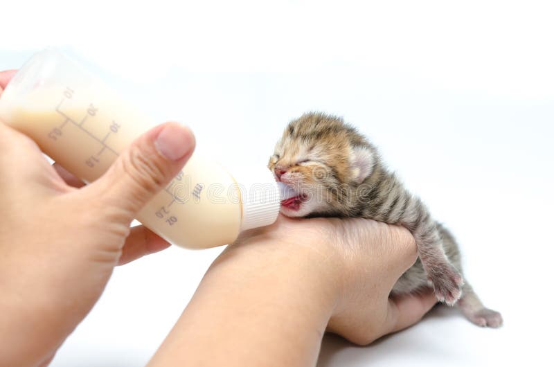 Feeding Little Cat with Milk Replacer Stock Image Image of portrait