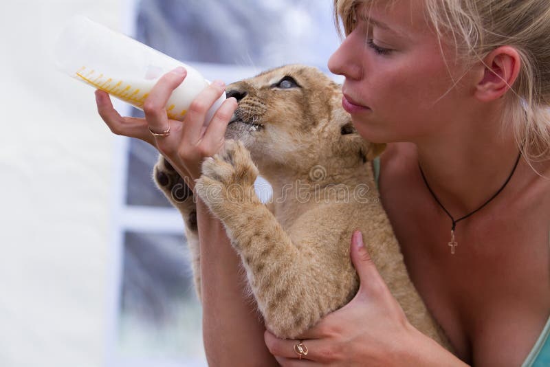 Feeding little lion cub with milk