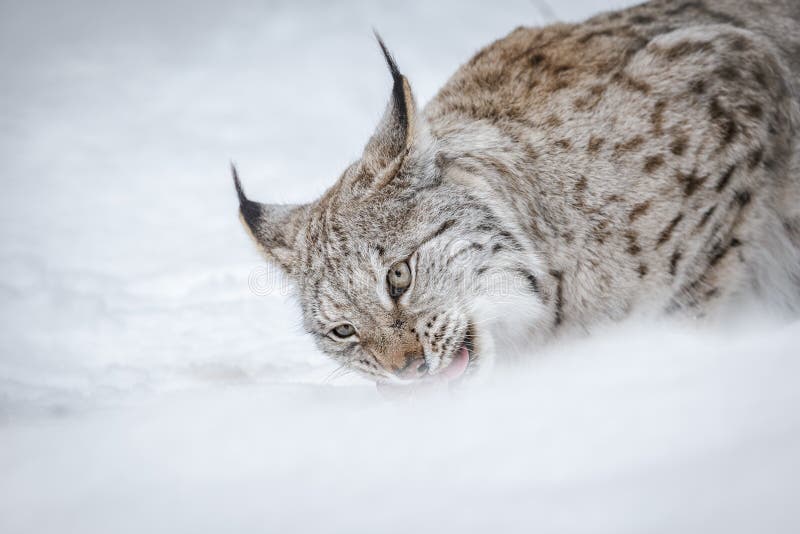 Feeding lynx stock photo. Image of european, brown, forest Biology Diagrams