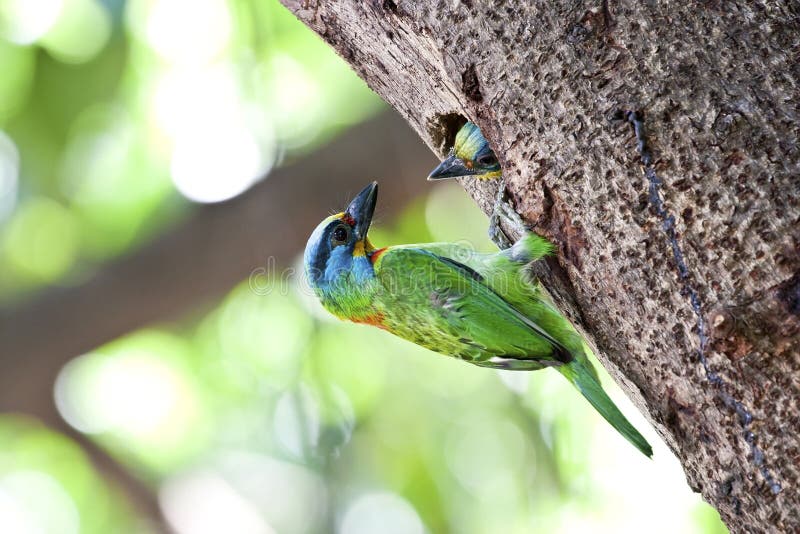 Feeding Muller's Barbet stock image