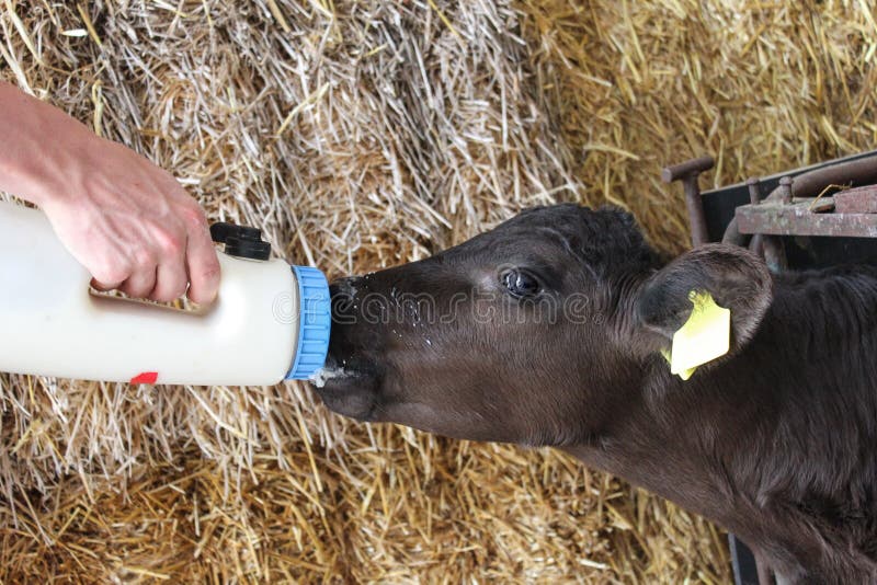 L'alimentazione di un bambino di vitello di mucca madre che è morto.