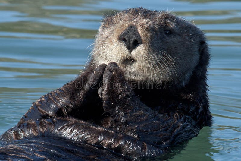 Feeding Otter