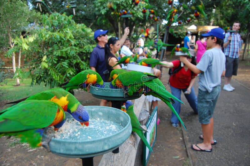 Feeding Parrots in Australia Editorial Photo Image of food, bird 27409231