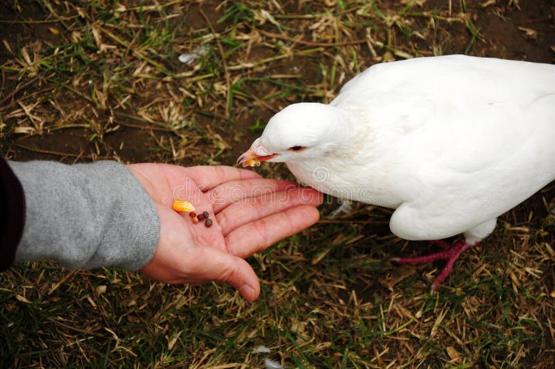 Feeding pigeon stock photo. Image of bird, dove, girl 22858982