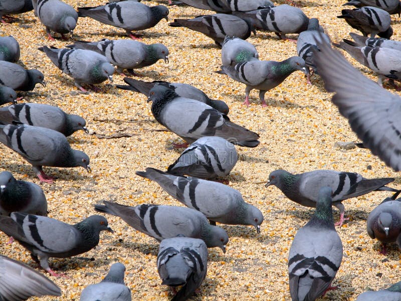 Feeding pigeon birds stock photo. Image of together, seeds 17100242