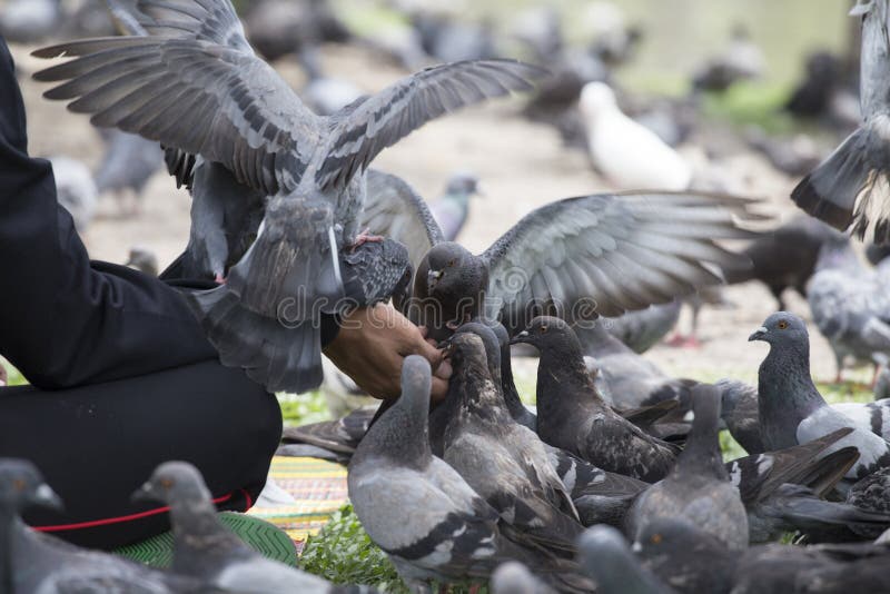 Feeding pigeon royalty free stock images Feeding pigeon royalty free stock images