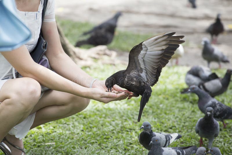 Feeding pigeon stock photo. Image of food, hand, activity 55702466