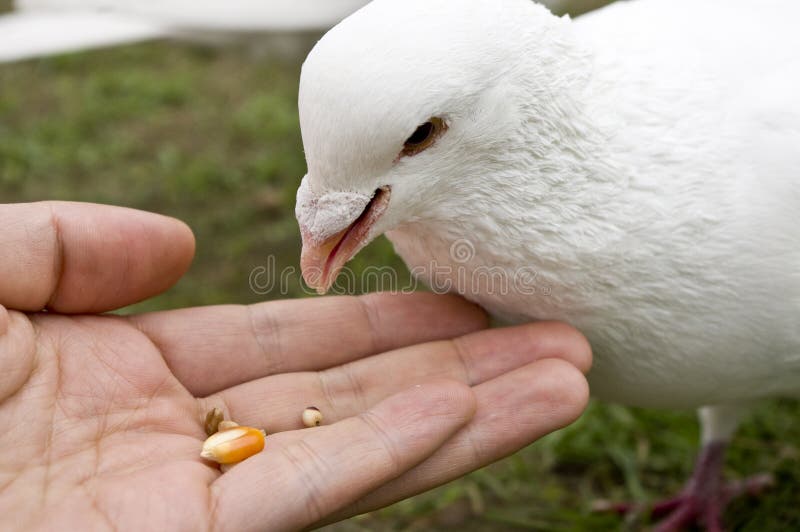 Feeding pigeons stock image. Image of kindness, grain 25321221