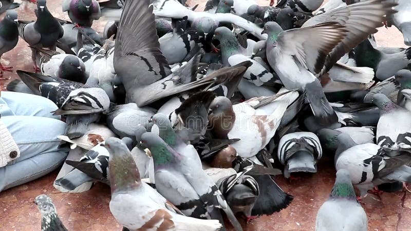 Feeding City Pigeons Bread in the Park on the Grass Stock Video Biology Diagrams