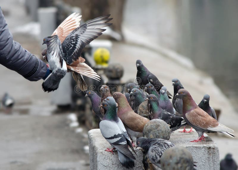 Feeding pigeons with his hands