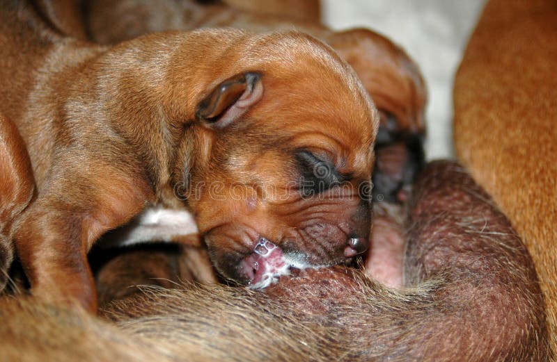 Nový narodil červený wheaten hlad, Rr pes šteňa kŕmenie sania mlieko matky.