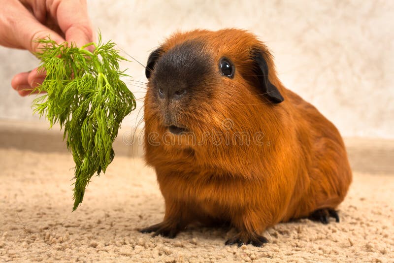 Hand rearing top guinea pigs