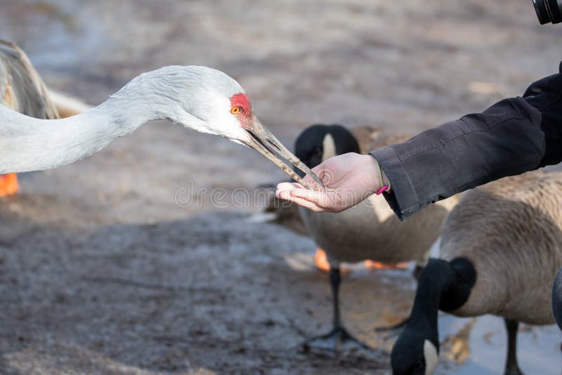 Feeding a Sandhill Crane by Hand. Stock Image Image of beautiful
