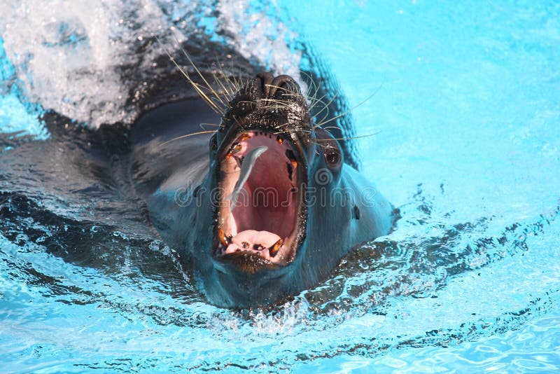 Sea lion catching a fish in aquarium royalty free stock images