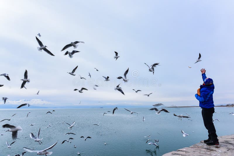 Woman standing near the edge of a waterway with her arm outstretched and food in her hand to feed multiple seagulls flying nearby over the water. Woman standing near the edge of a waterway with her arm outstretched and food in her hand to feed multiple seagulls flying nearby over the water.