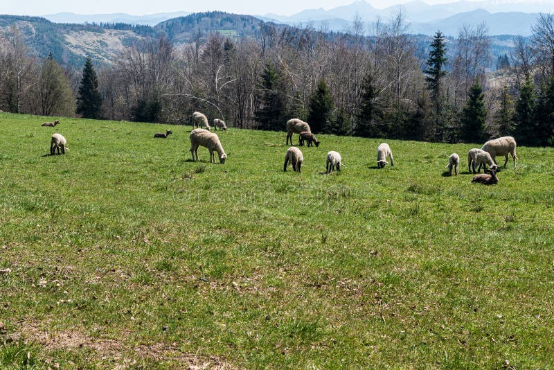 Krmení ovcí na louce v Javorníkách na Slovensku