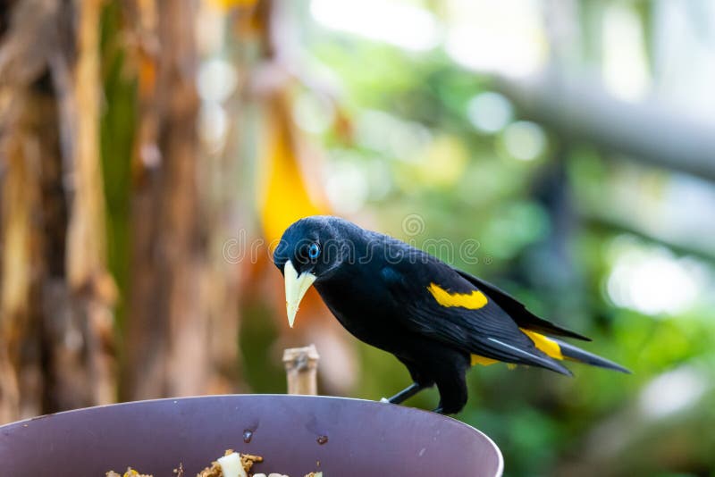 Yellow-rumped Cacique Cacicus Cela Sitting on Branch, Portrait Photography.  Bird with Beautiful Blue Eyes is Sitting on Trunk Stock Photo - Image of  natural, beak: 171351768