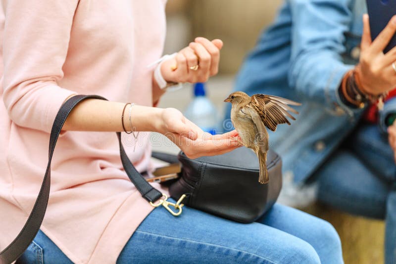 Feeding Sparrows from hand. Close-up