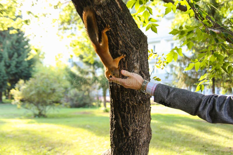 Feeding squirrels stock image. Image of hair, hand, park 65312801
