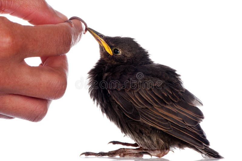 Feeding a starling stock photo. Image of small, little 27351500