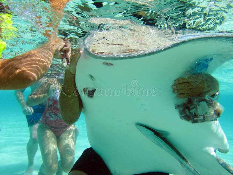 Feeding stingray in Stingray City Grand Cayman