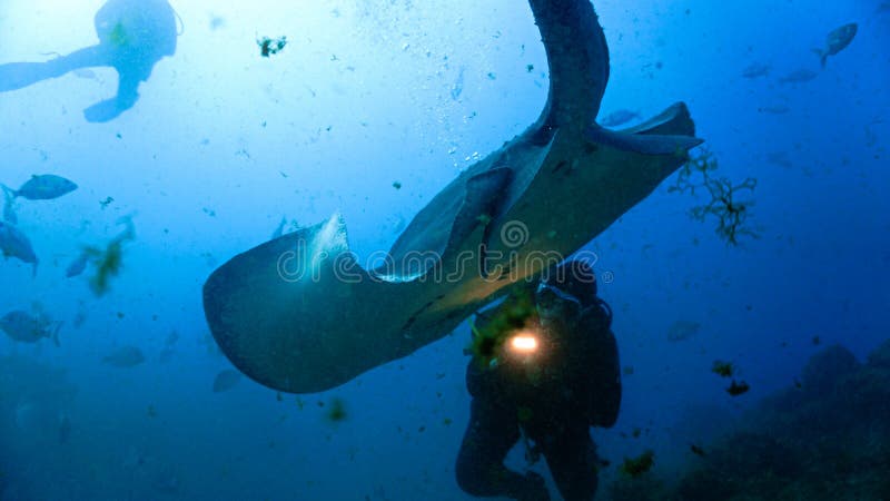 Stingrays underwater stock image. Image of rays, reef Biology Diagrams