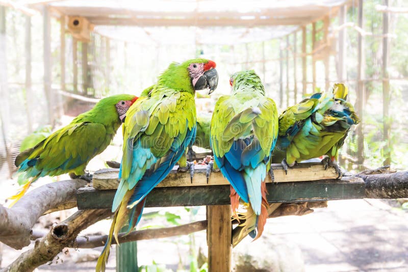 Feeding time of green macaw parrot on a stick with sunlight in Macaw Mountain Bird Park, Copan Ruinas, Honduras