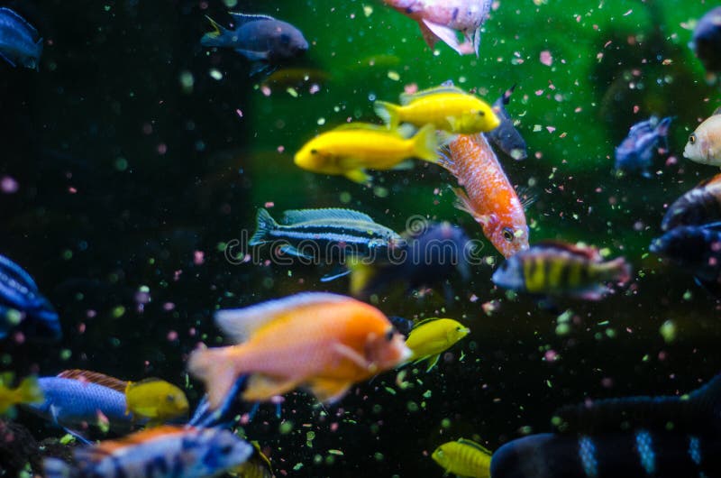 Feeding tropical fish stock image. Image of ornamental 34075473