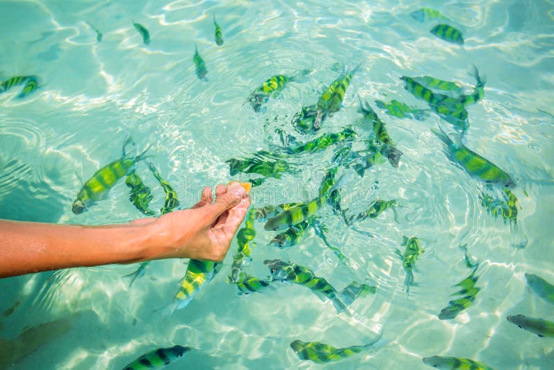Feeding tropical fishes stock photo. Image of tourism 39277166