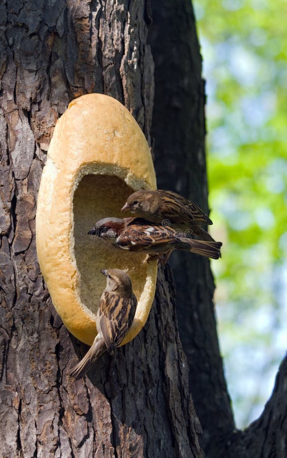 Feeding trough for birds