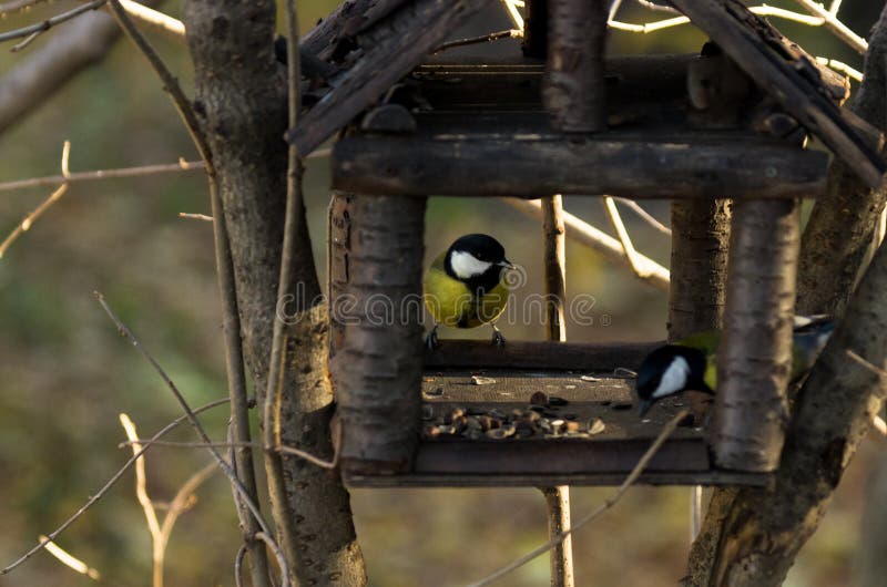 Feeding winter birds concept: Great Tits Parus major getting sunflower seeds and cedar nuts at a wooden bird feeder