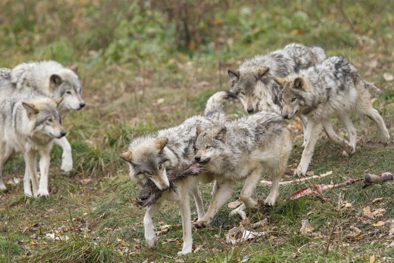 Feeding Wolves pack stock photo. Image of effective, canis - 61322542