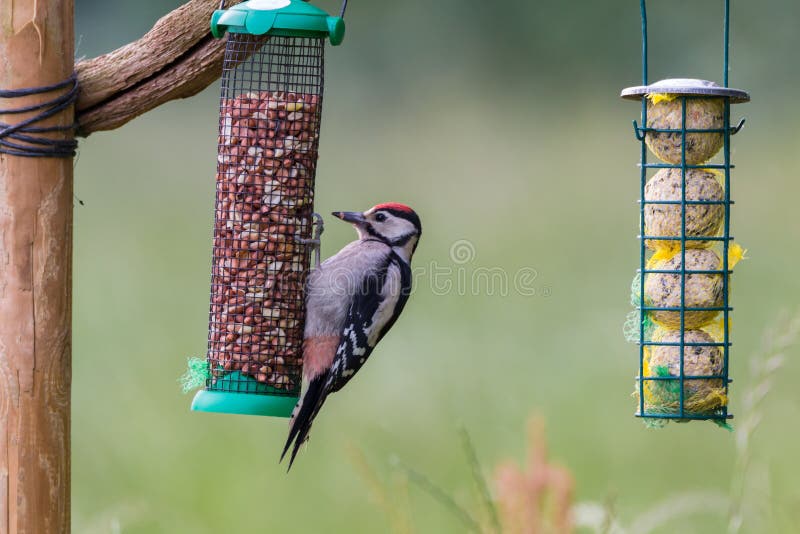 Feeding Young Great Spotted Woodpecker Stock Photo - Image of park