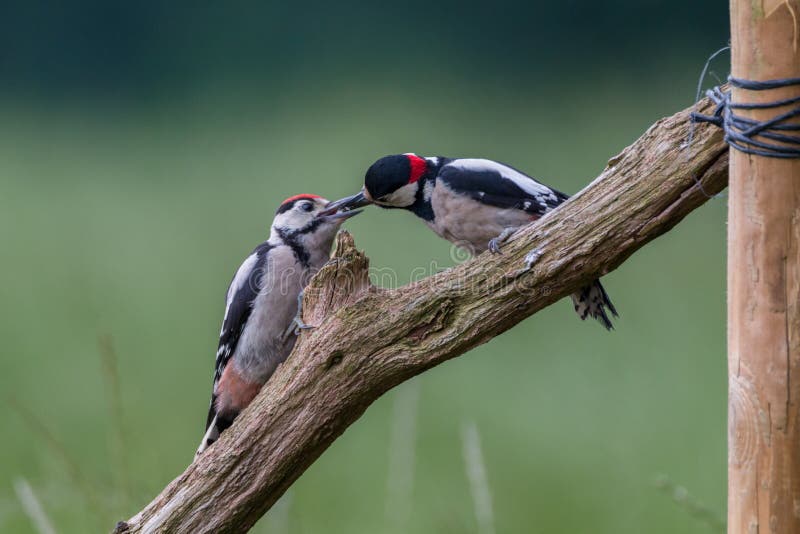 Feeding Young Great Spotted Woodpecker Stock Photo - Image of nature