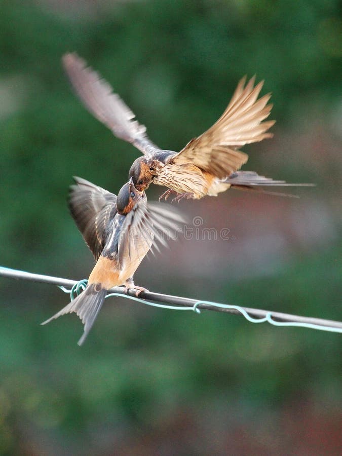 Feeding young swallow